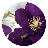 DAROUND 024 Purple Cylmaties